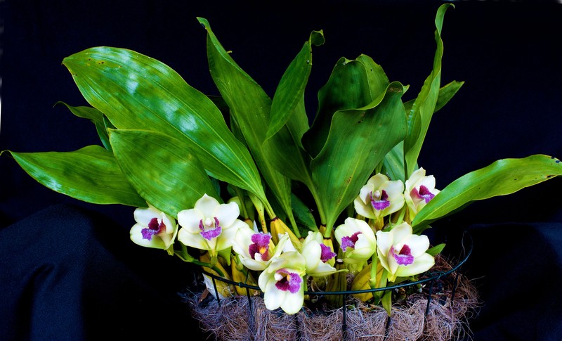 Bifrenaria harrisoniae