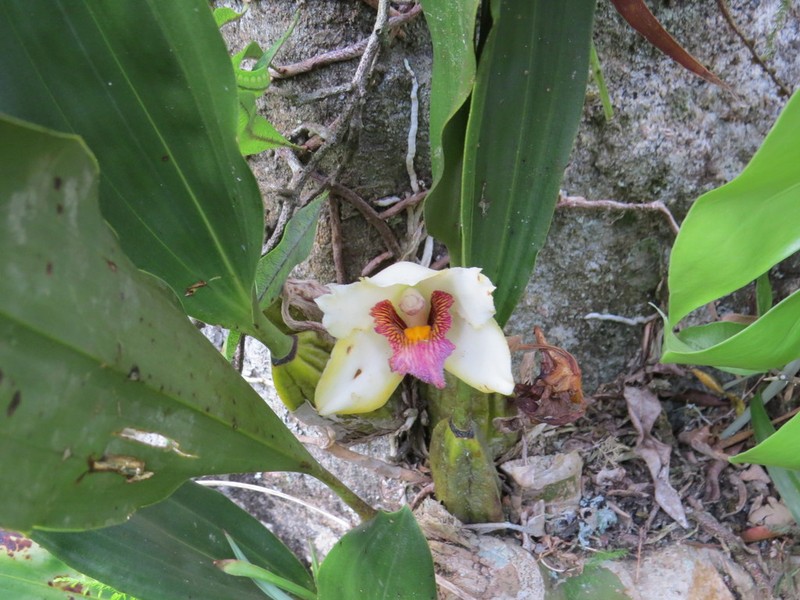 Bifrenaria harrisoniae photo 2
