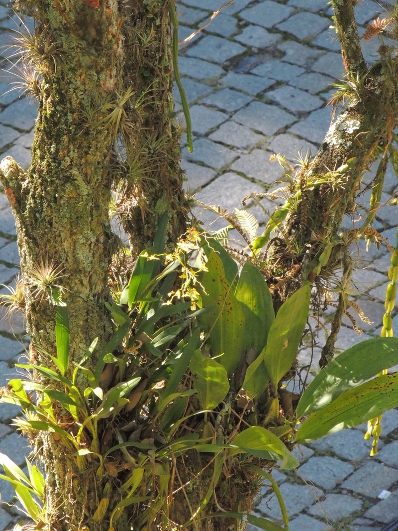 Bifrenaria harrisoniae photo 3