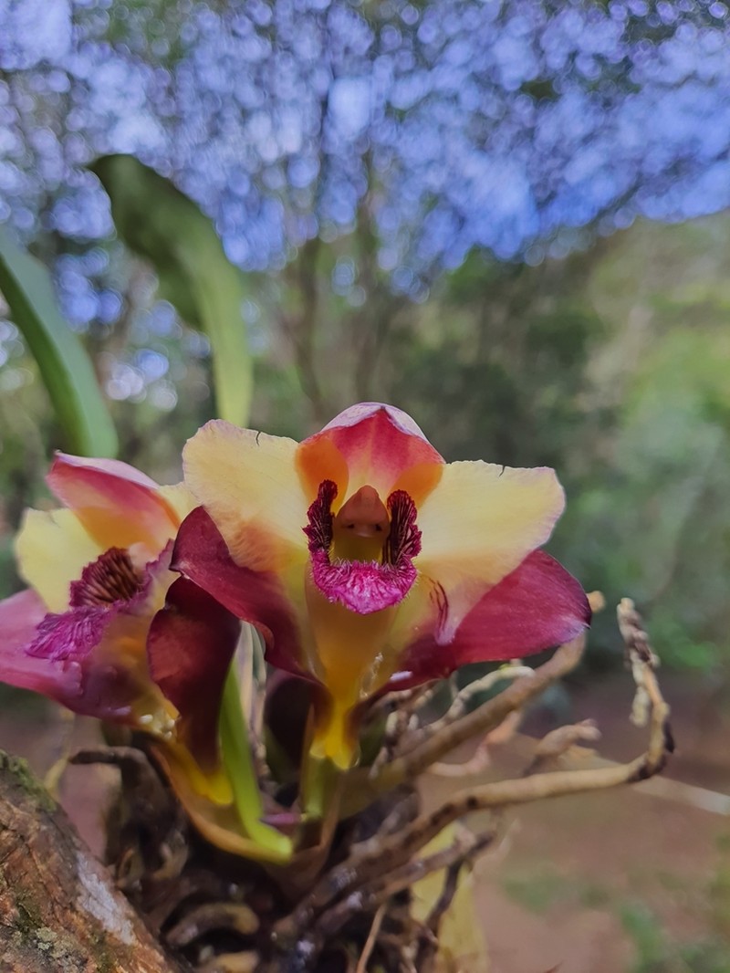 Bifrenaria harrisoniae photo 4