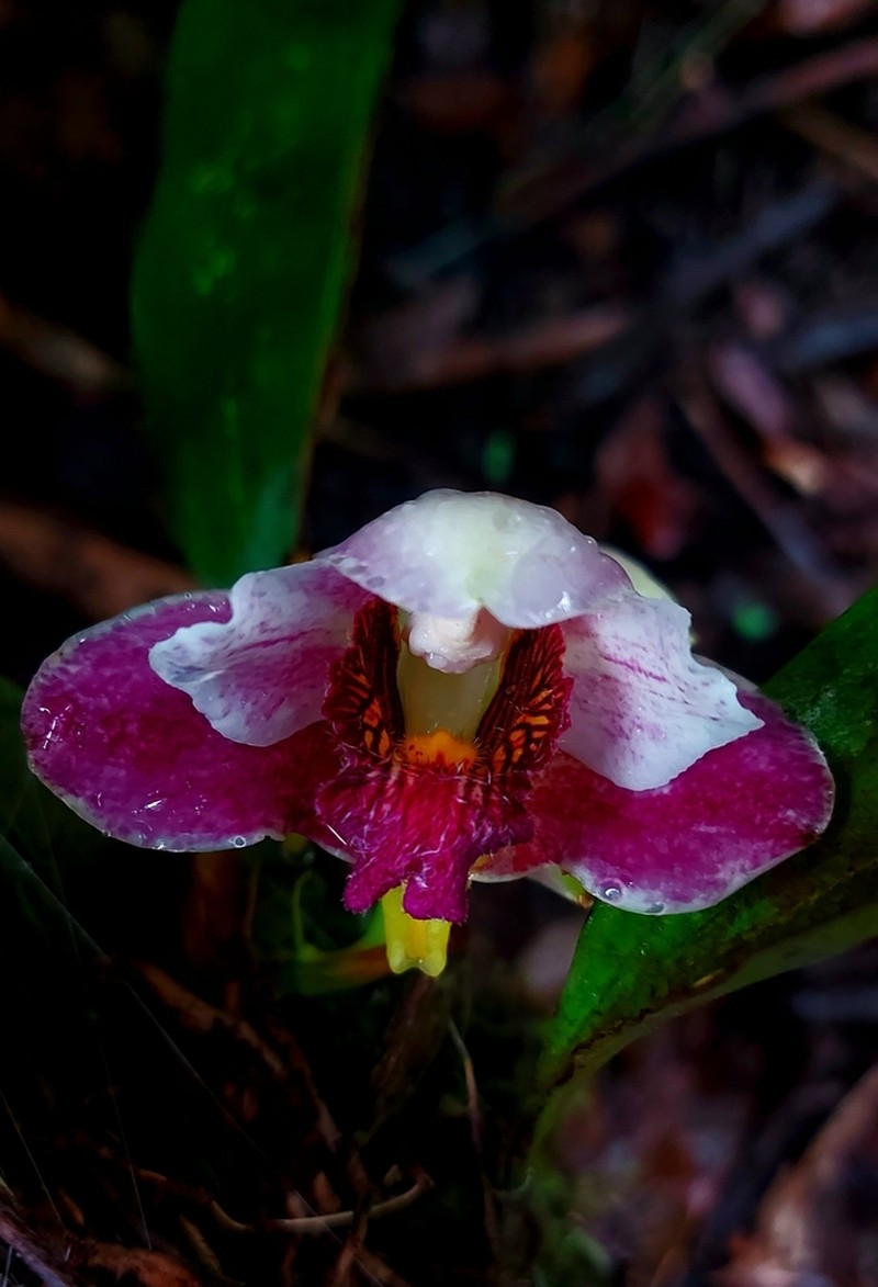 Bifrenaria harrisoniae photo 6