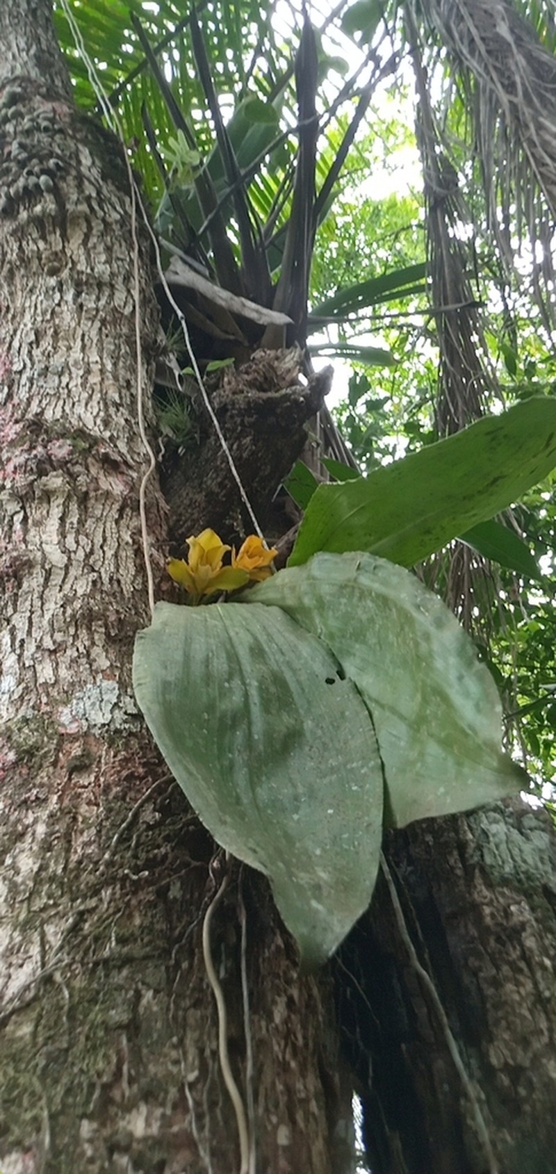 Bifrenaria inodora photo 2