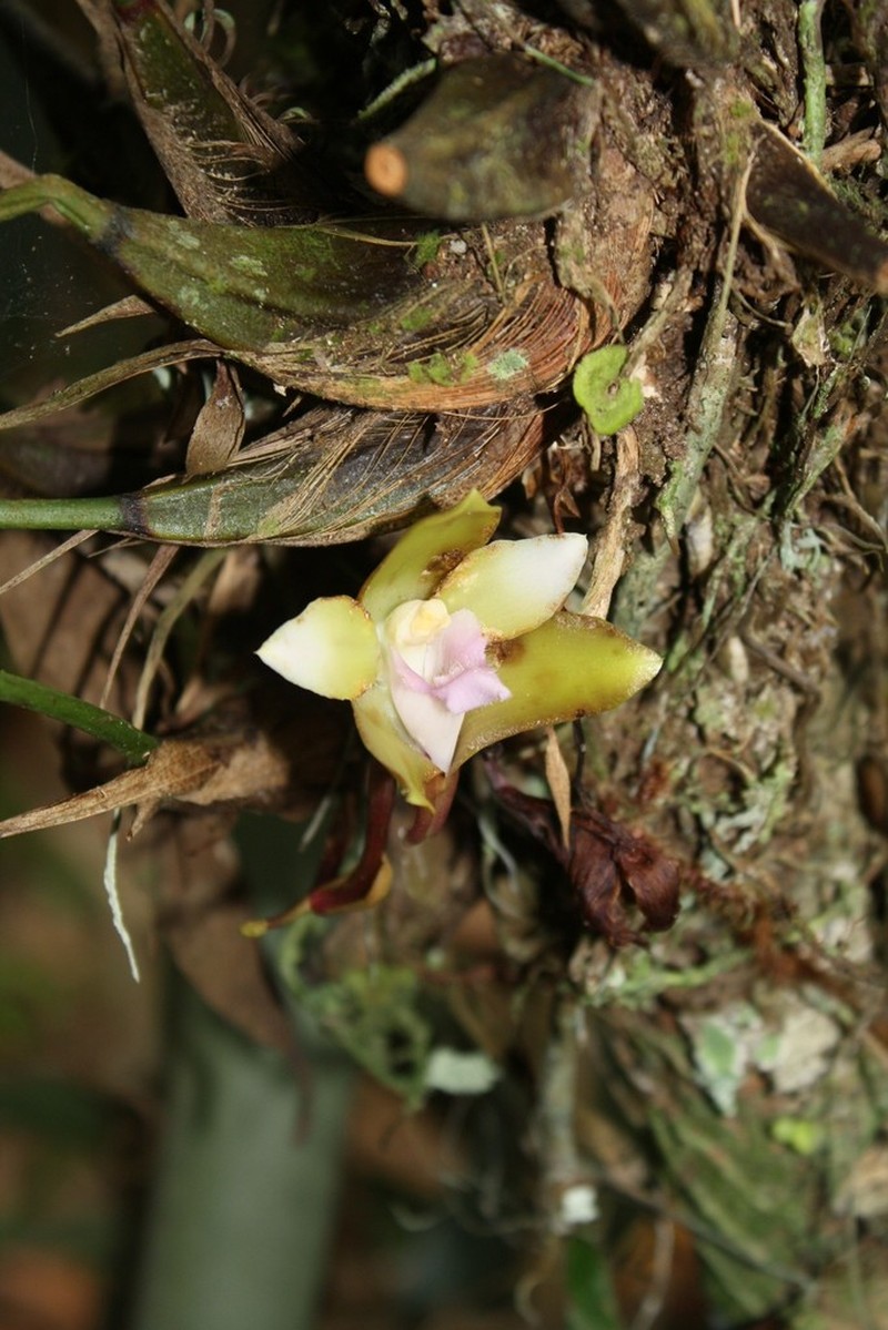 Bifrenaria inodora photo 4