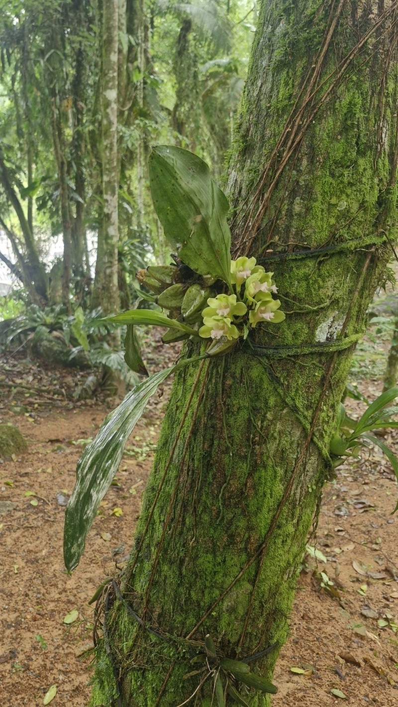 Bifrenaria inodora photo 5
