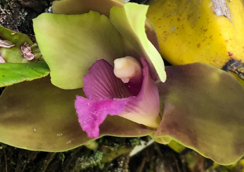 Bifrenaria inodora photo 6