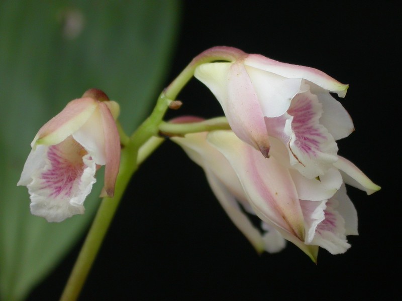 Bifrenaria leucorrhoda