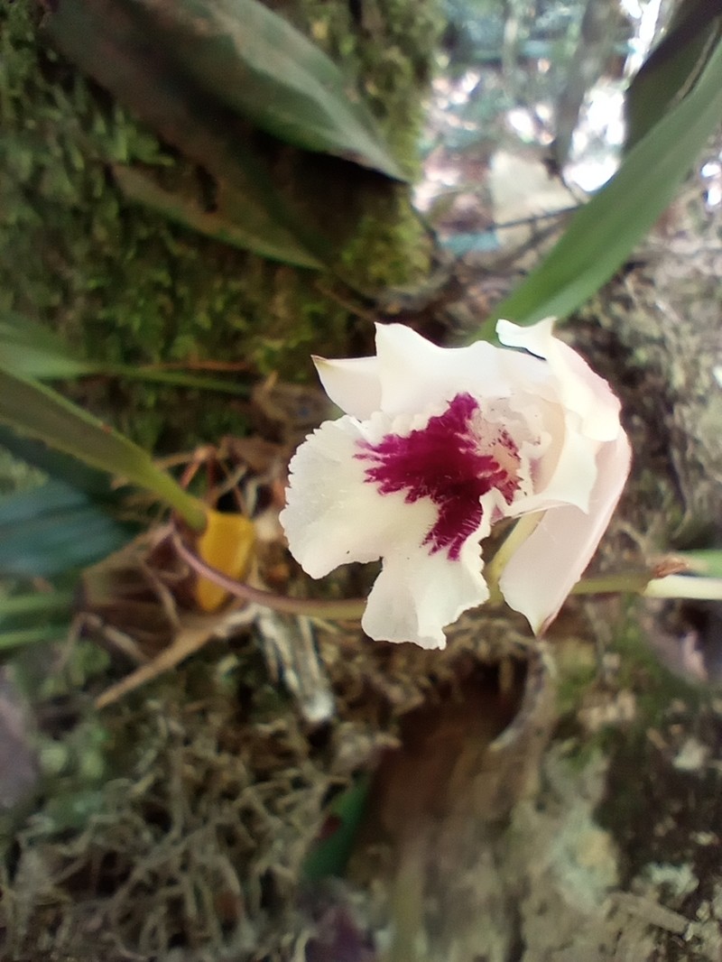 Bifrenaria leucorrhoda photo 2
