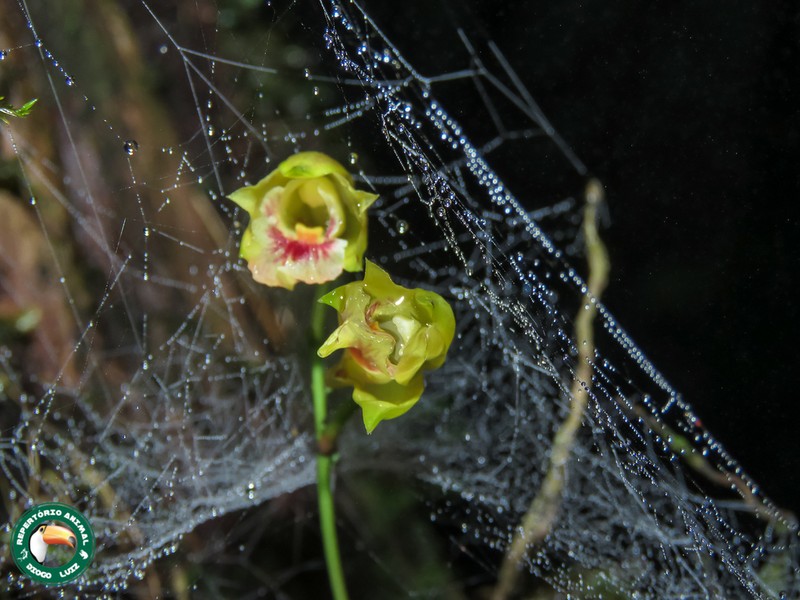 Bifrenaria leucorrhoda photo 3