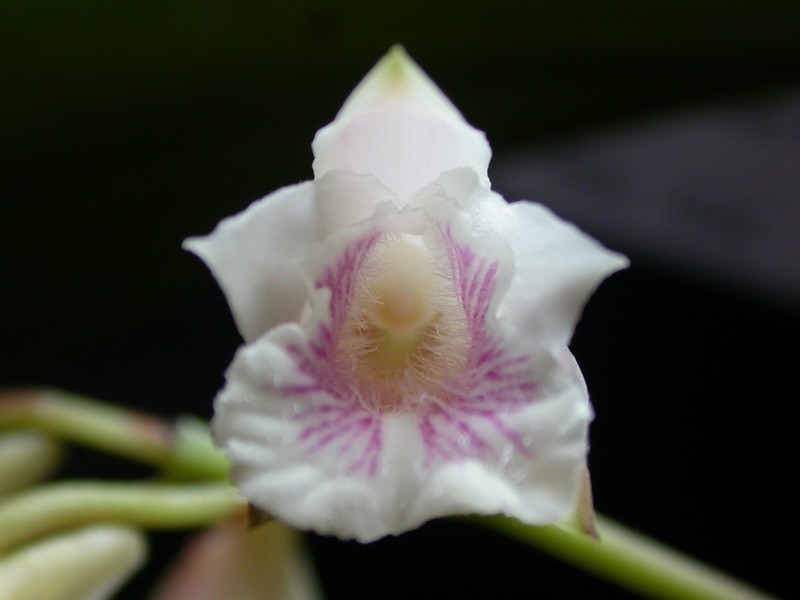 Bifrenaria leucorrhoda photo 5