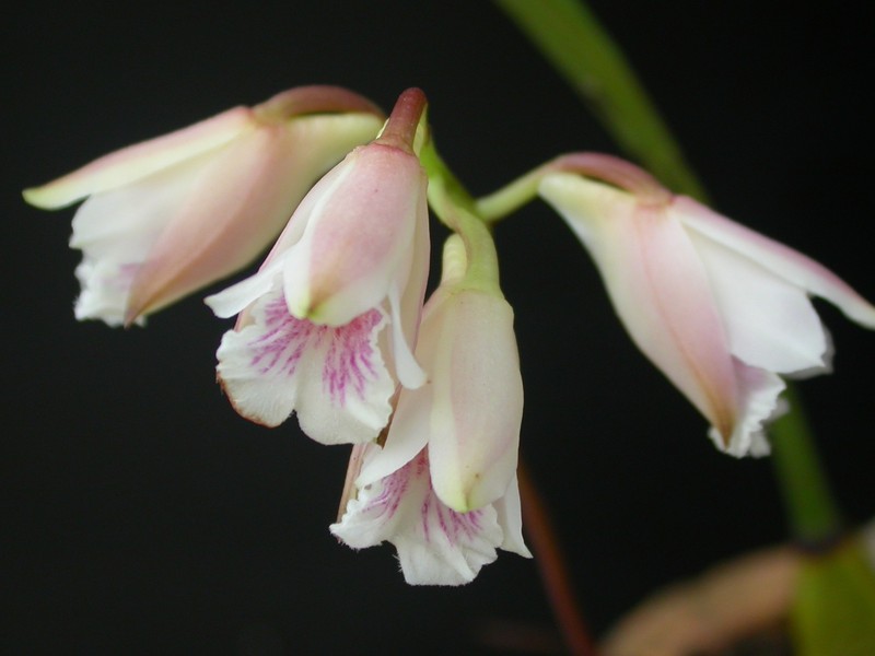 Bifrenaria leucorrhoda photo 6