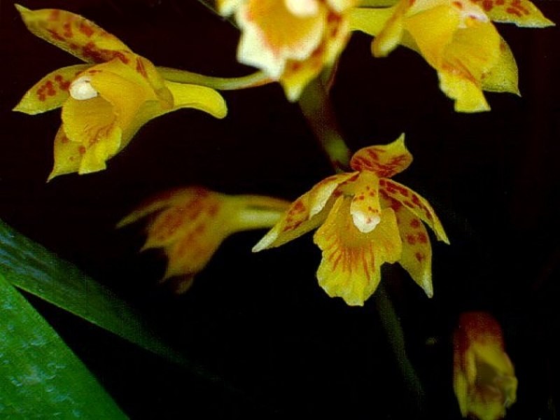 Bifrenaria longicornis