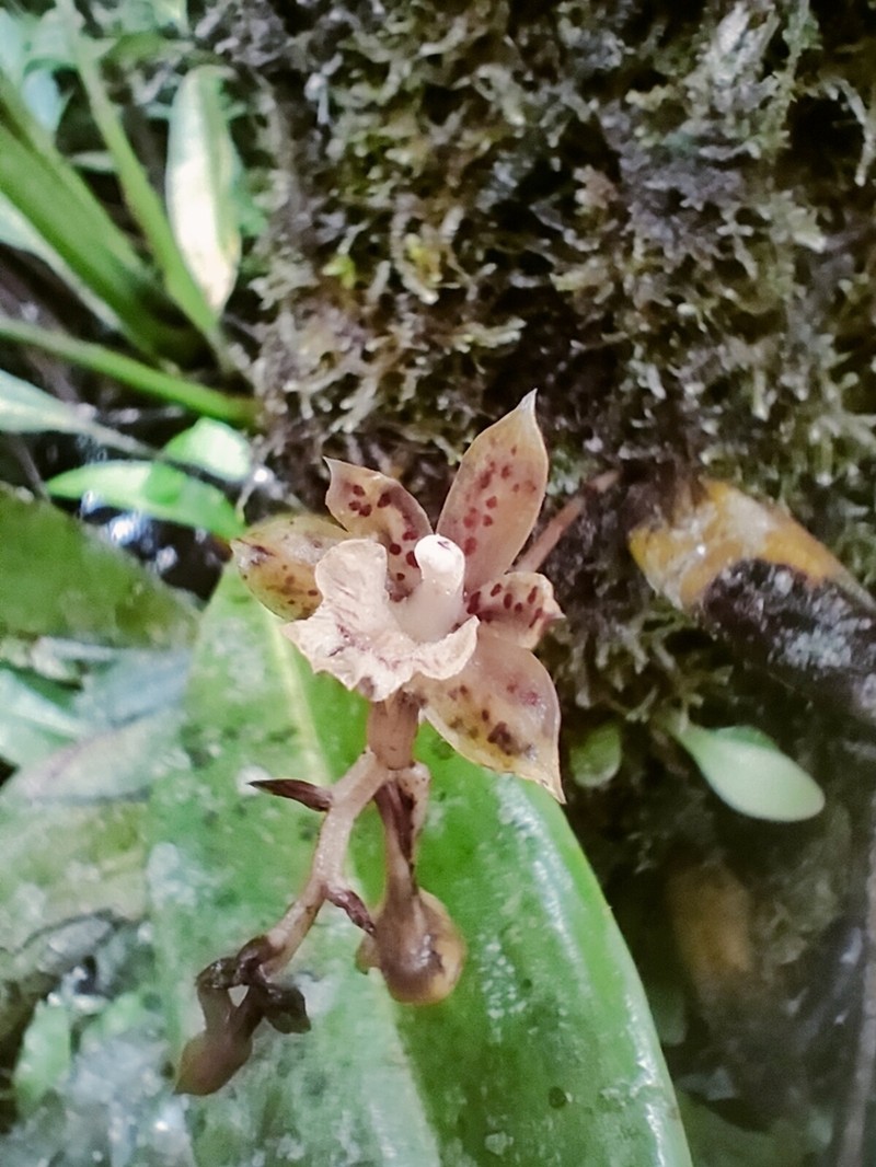 Bifrenaria longicornis photo 2