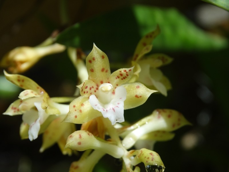 Bifrenaria longicornis photo 3
