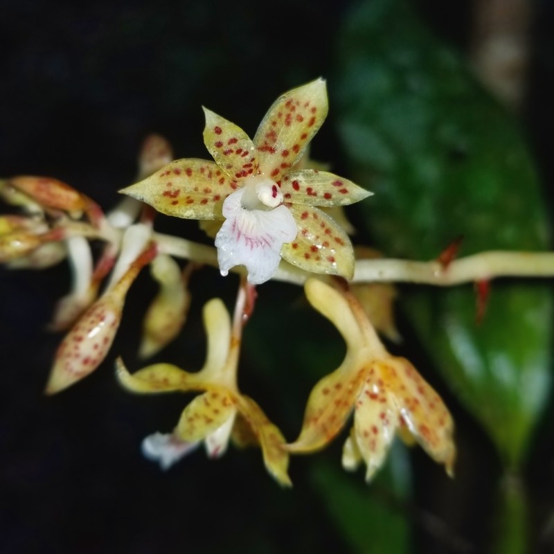 Bifrenaria longicornis photo 4