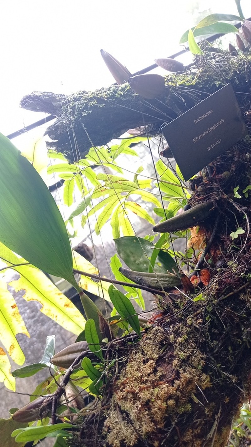 Bifrenaria longicornis photo 5