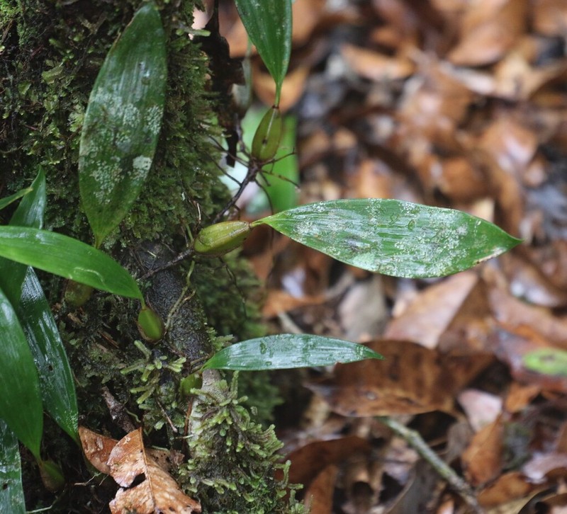 Bifrenaria longicornis photo 6