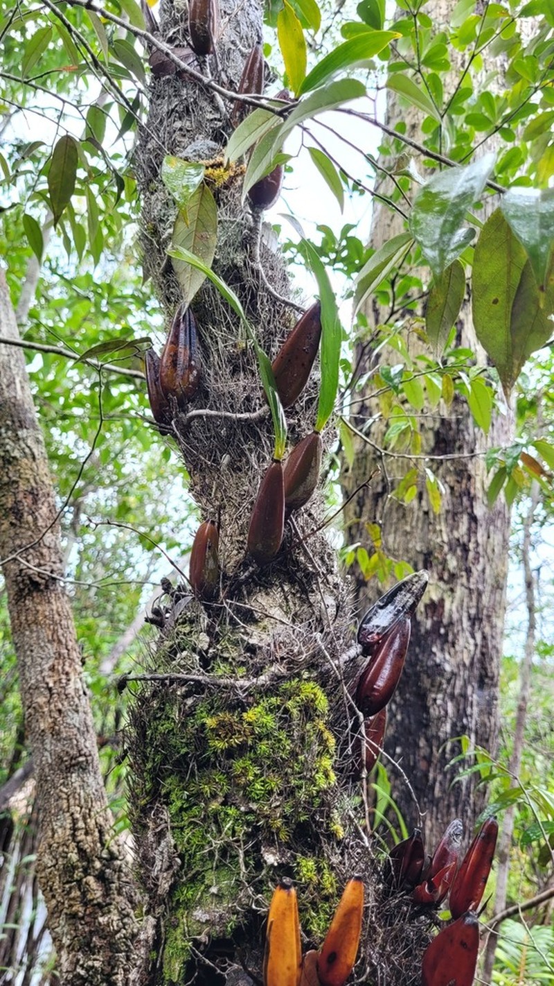 Bifrenaria longicornis photo 7