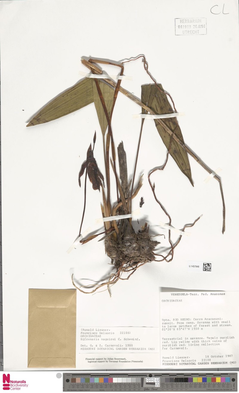 Bifrenaria maguirei