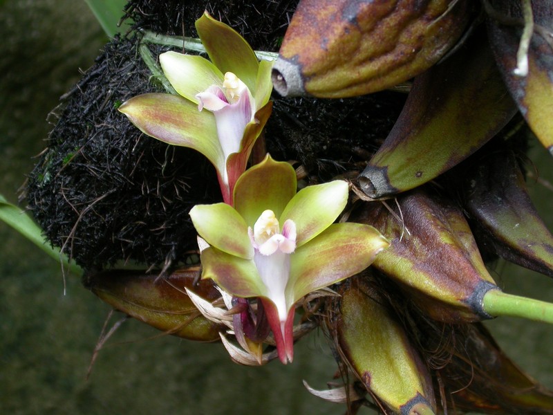 Bifrenaria mellicolor