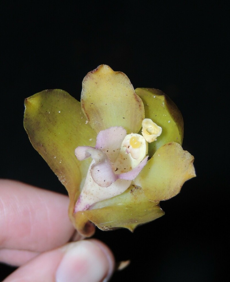 Bifrenaria mellicolor photo 2