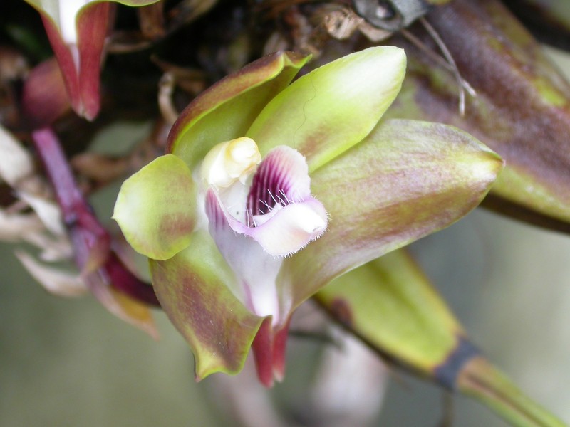 Bifrenaria mellicolor photo 3