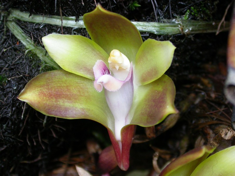 Bifrenaria mellicolor photo 4