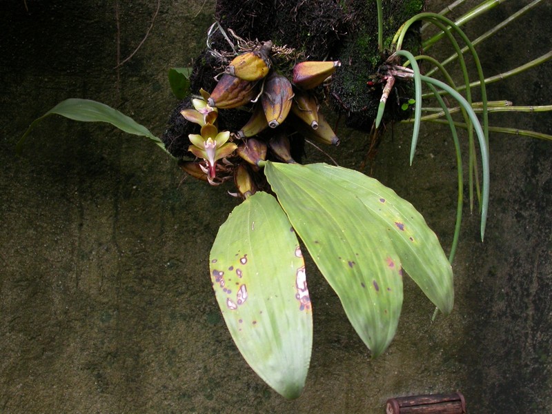 Bifrenaria mellicolor photo 5