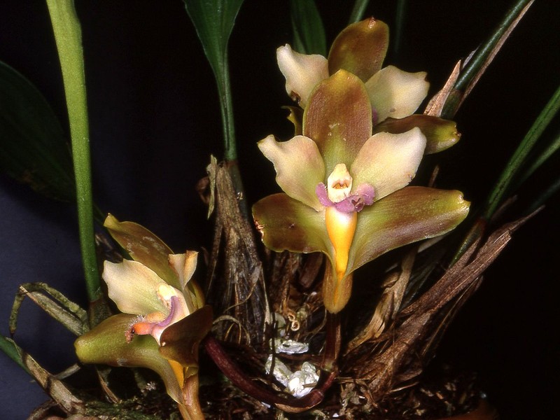 Bifrenaria mellicolor photo 6