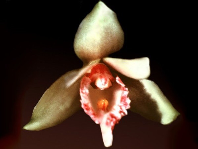 Bifrenaria parthonii