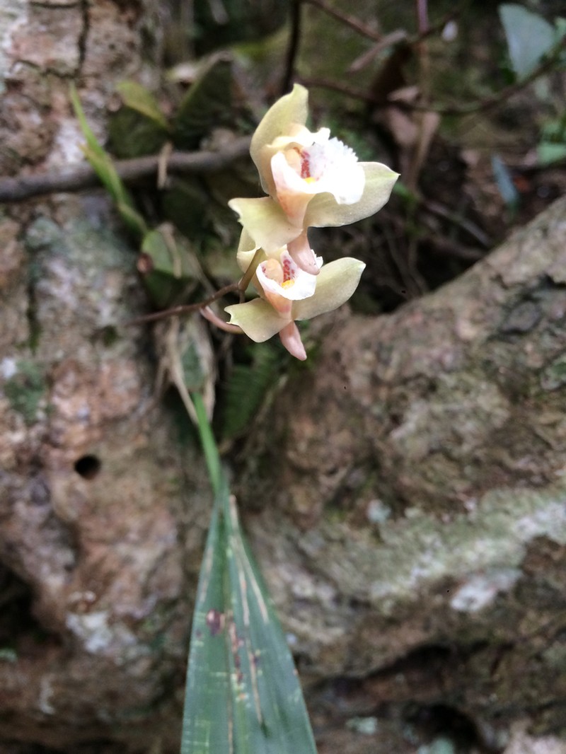 Bifrenaria racemosa photo 2