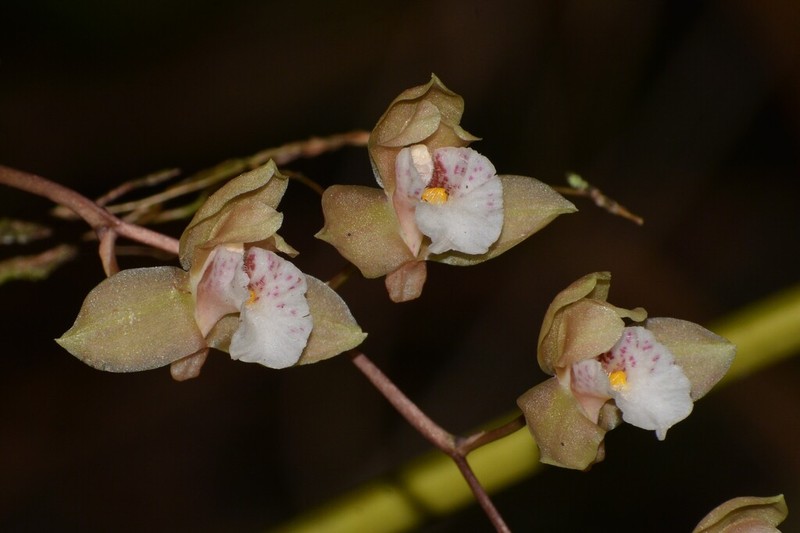 Bifrenaria racemosa photo 3
