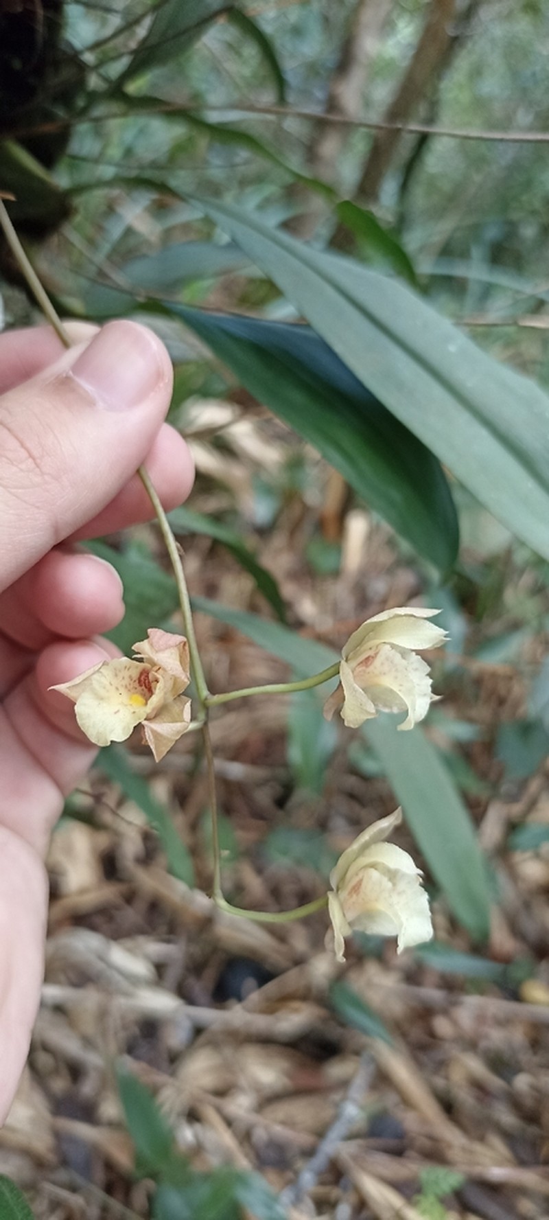 Bifrenaria racemosa photo 4