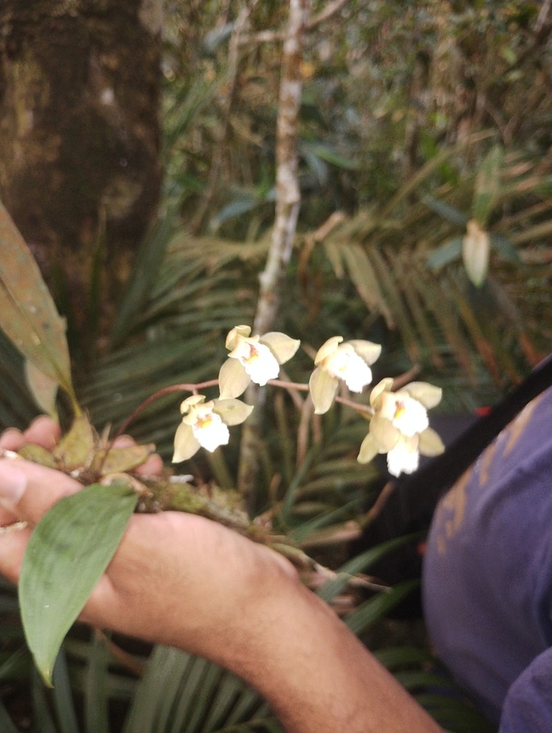 Bifrenaria racemosa photo 5