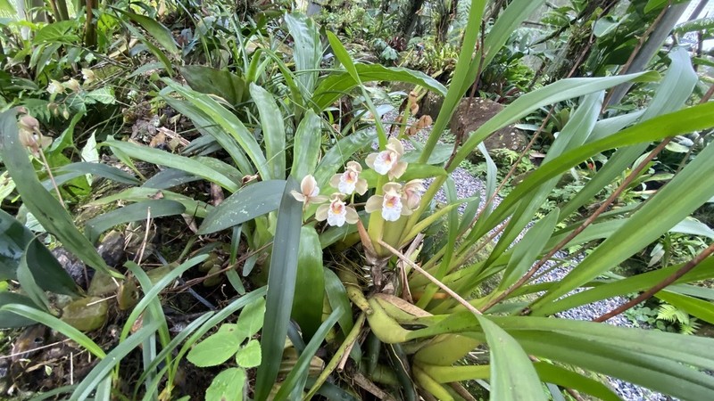 Bifrenaria racemosa photo 6