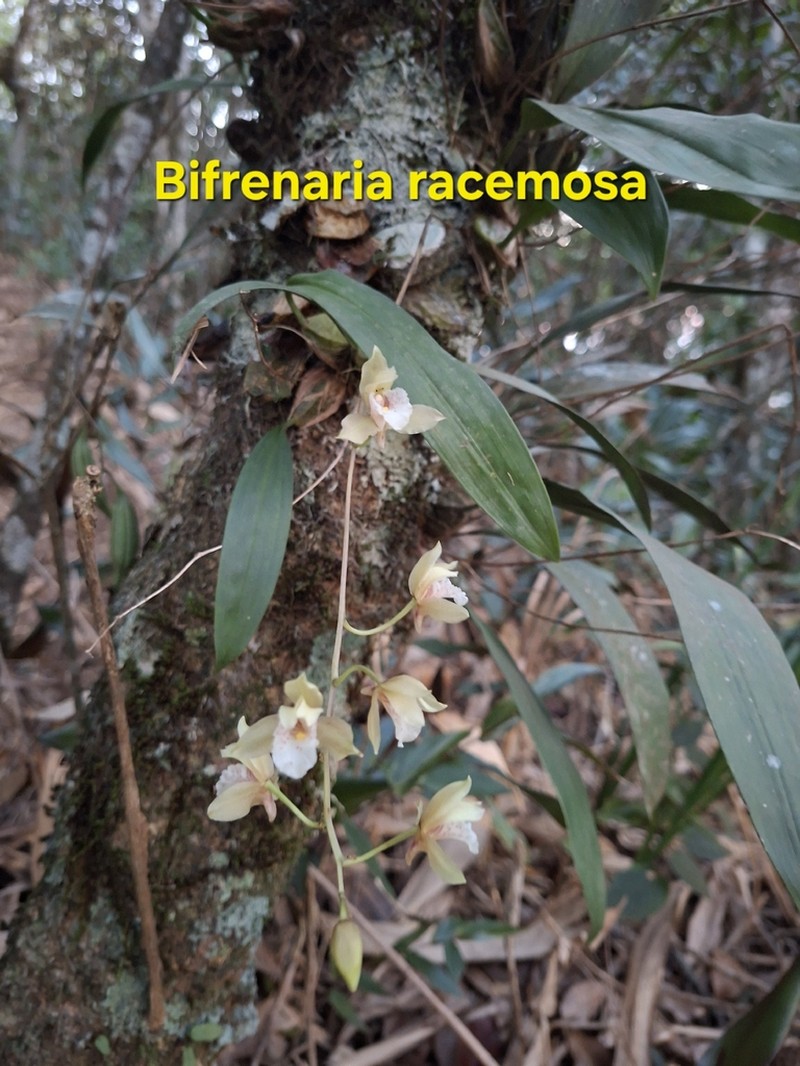 Bifrenaria racemosa photo 7
