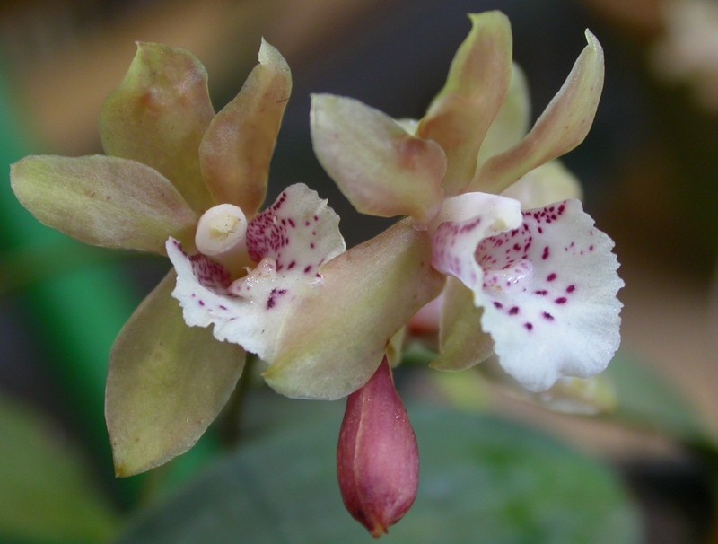 Bifrenaria silvana photo 2