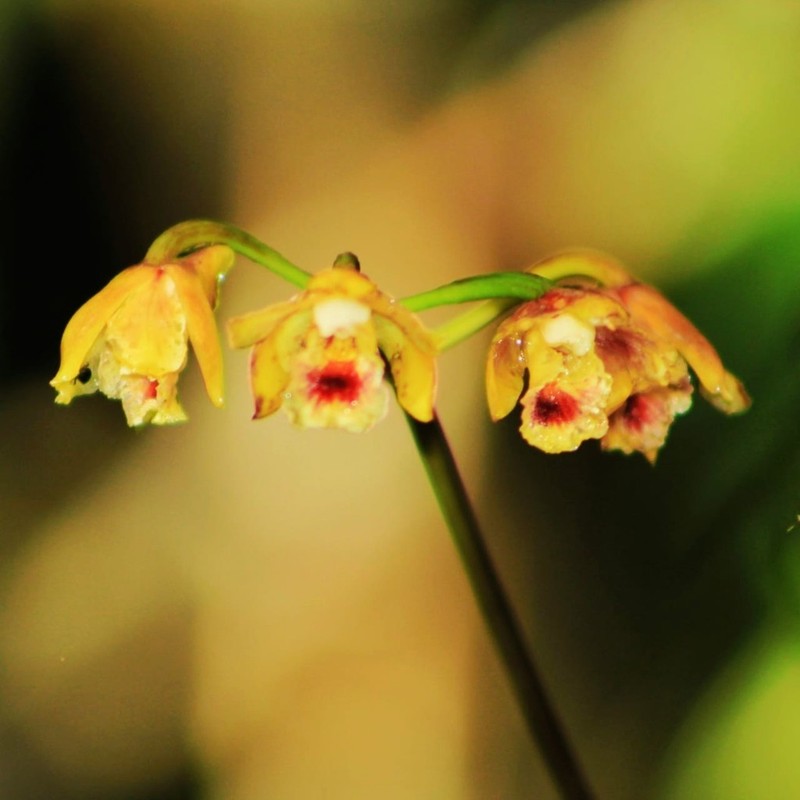 Bifrenaria stefanae photo 2