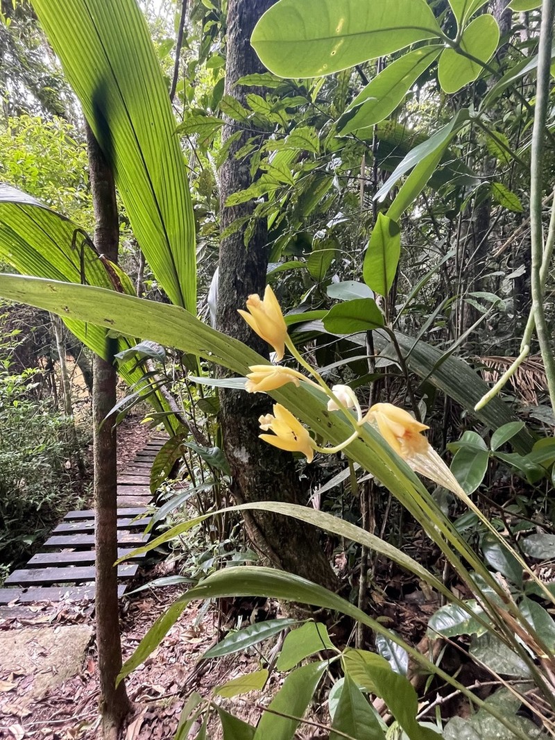 Bifrenaria stefanae photo 3