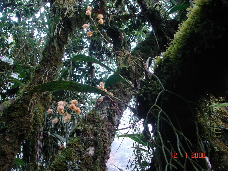 Bifrenaria stefanae photo 4