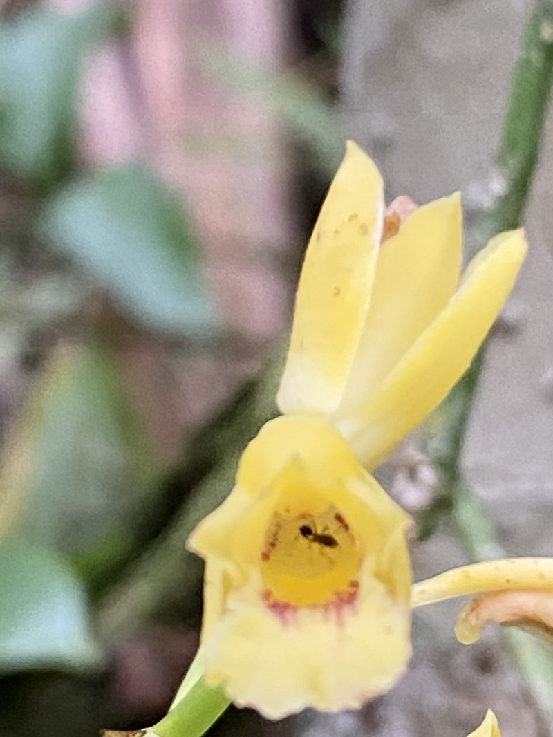 Bifrenaria stefanae photo 5