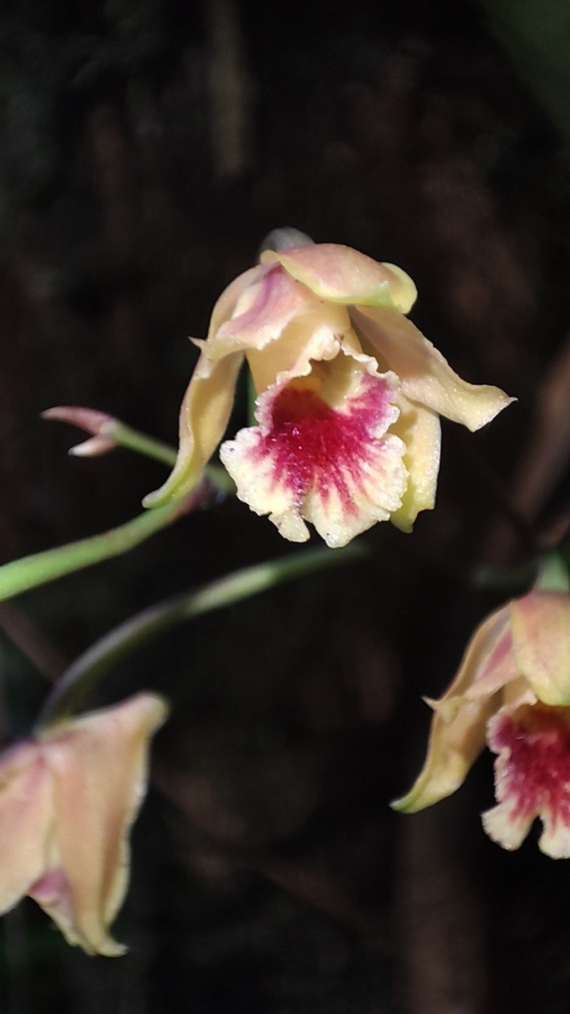 Bifrenaria stefanae photo 6