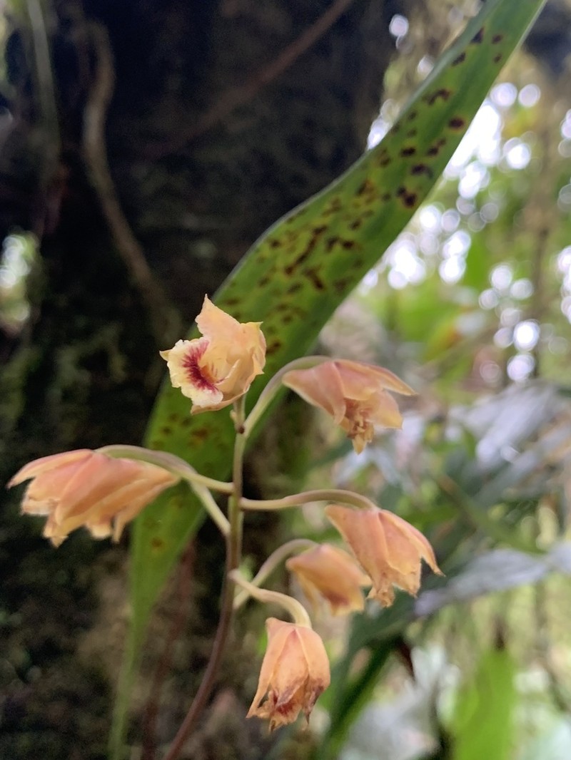 Bifrenaria stefanae photo 7