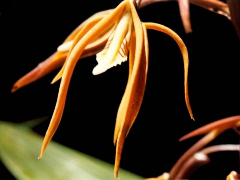 Bifrenaria steyermarkii