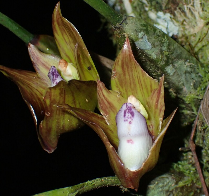 Bifrenaria tetragona photo 2