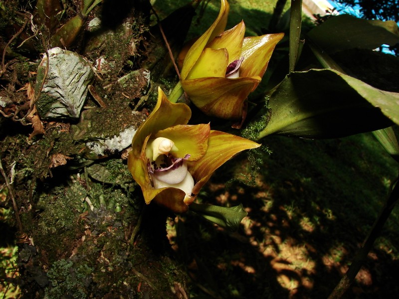 Bifrenaria tetragona photo 3