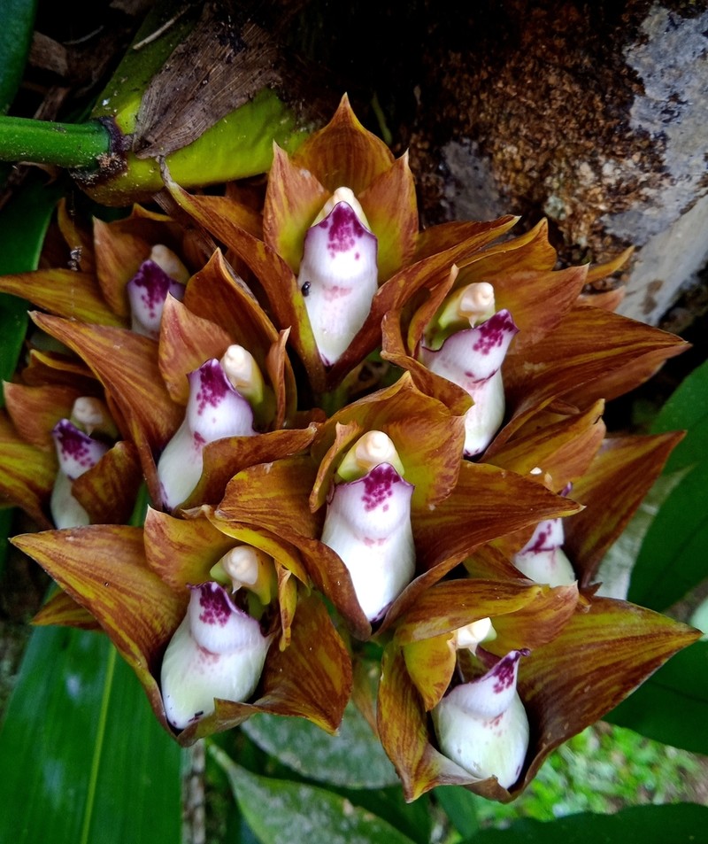 Bifrenaria tetragona photo 4