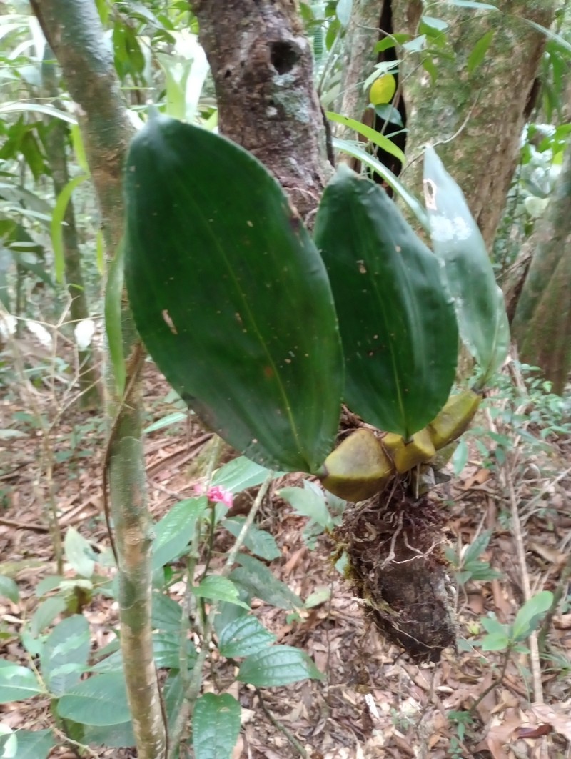 Bifrenaria tetragona photo 5