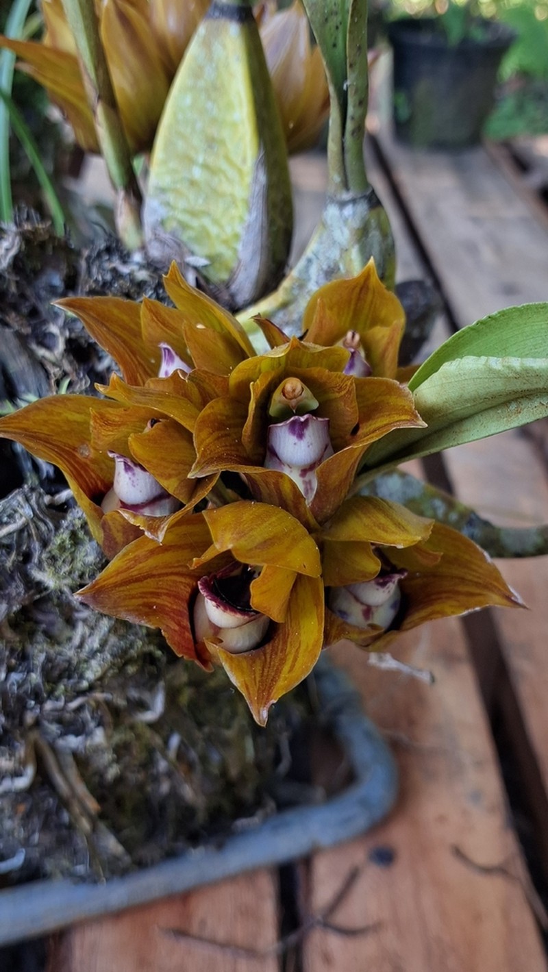 Bifrenaria tetragona photo 6