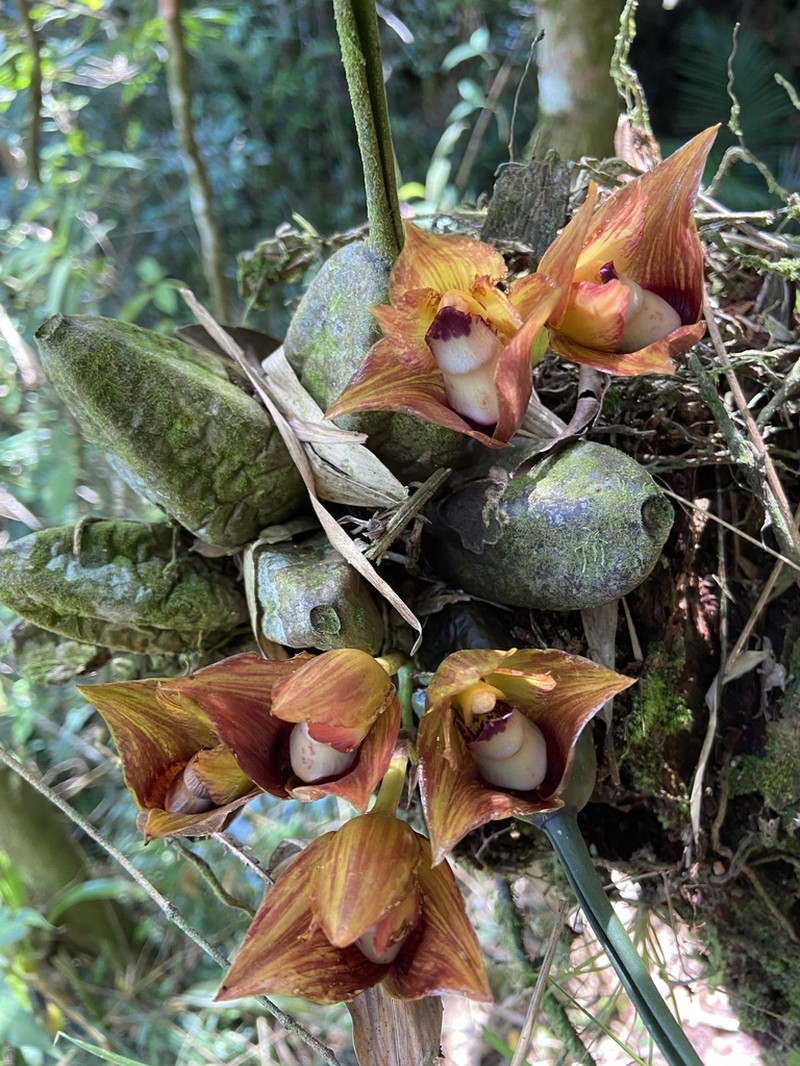 Bifrenaria tetragona photo 7