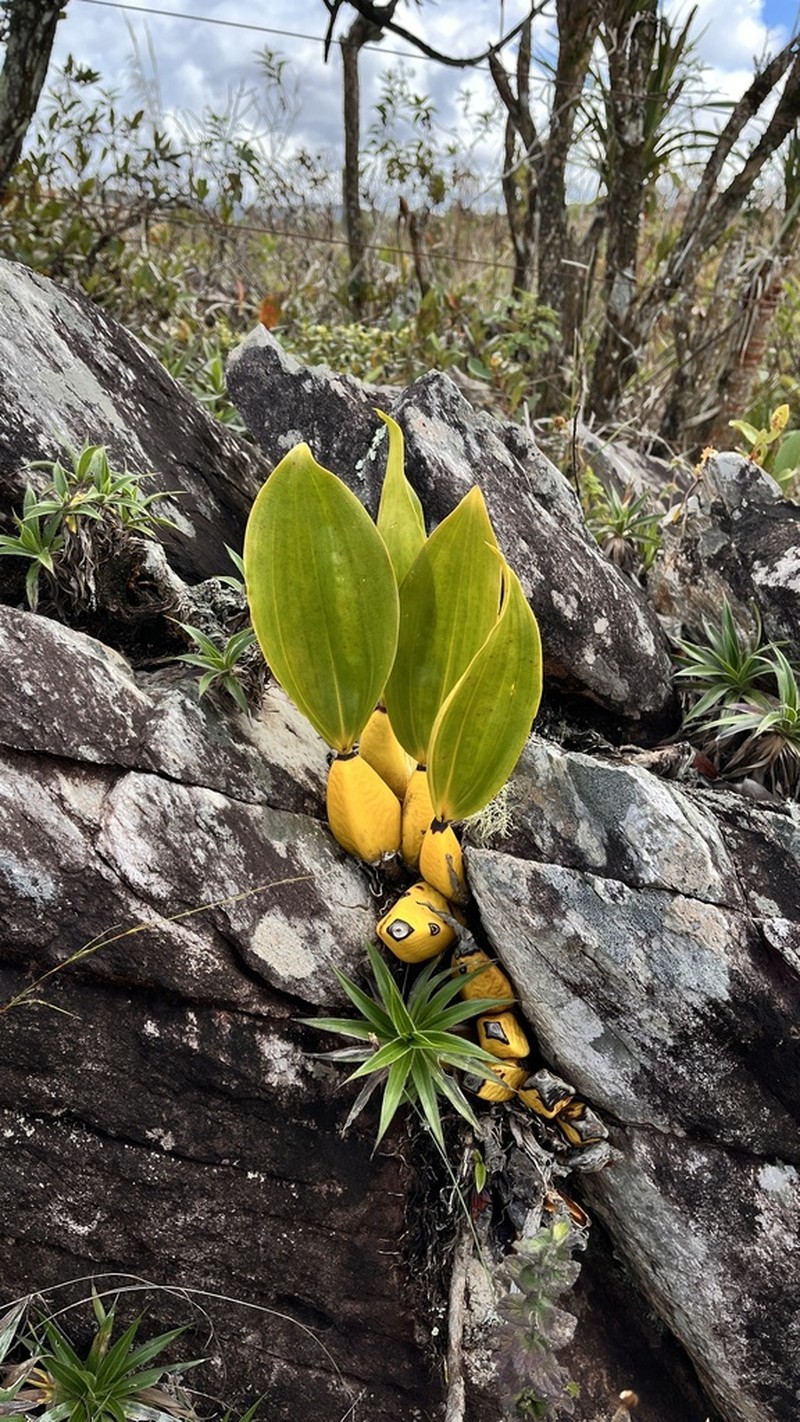 Bifrenaria tyrianthina photo 2
